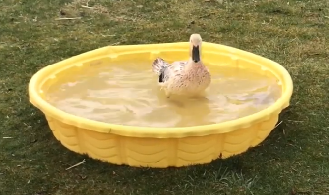 backyard ducks pool party