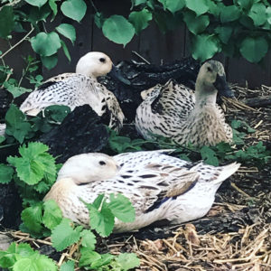 mixed poultry flock with ducks