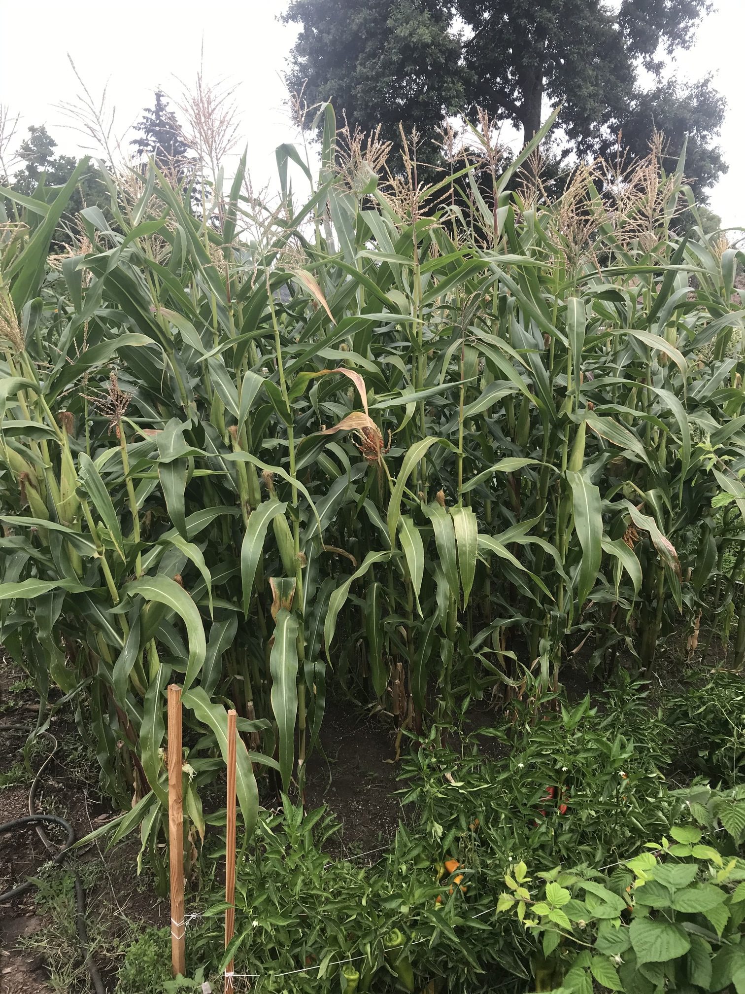 The Community Garden Plot in Portland