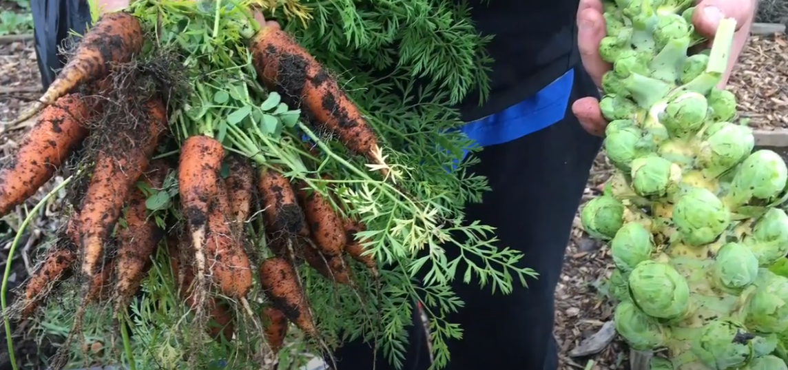 brussel sprouts and carrots from community garden