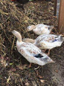 composting with chickens and ducks