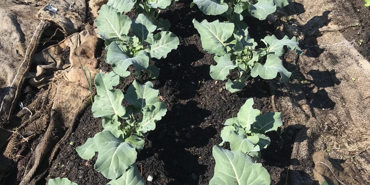 Building Garden Beds