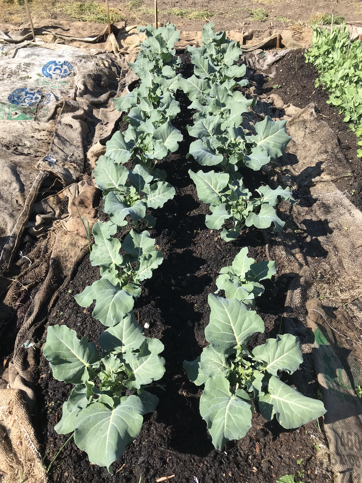 garden bed with broccoli