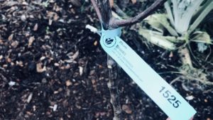 planting a bare root fruit tree