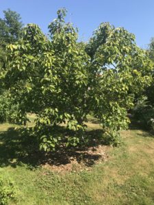 Well Pruned Fruit Tree