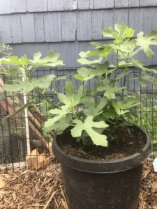 Fig Tree in a Container Garden