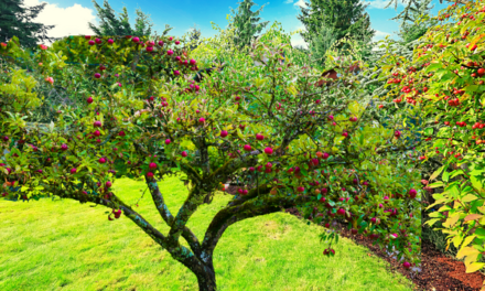 Planting Fruit Trees