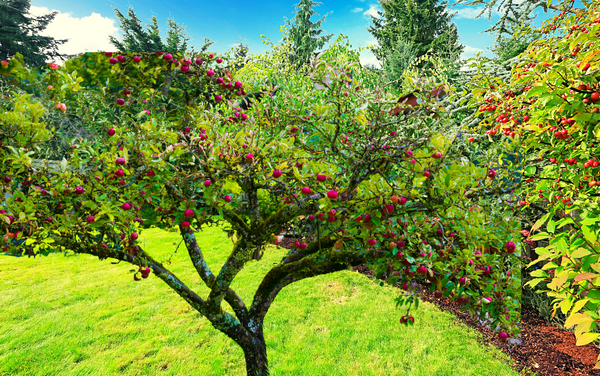 Planting Fruit Trees