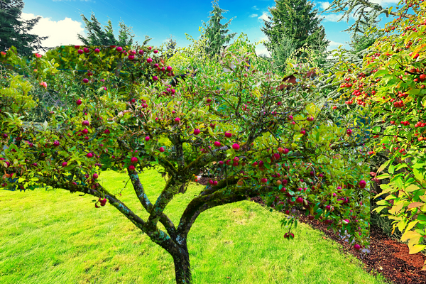 Planting Fruit Trees