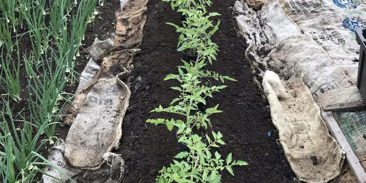 In-Ground Garden Beds