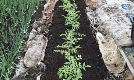 In-Ground Garden Beds