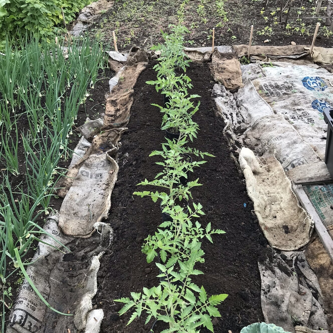 in ground vegetable bed with tomatoes