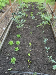 raised garden bed backyard gardening