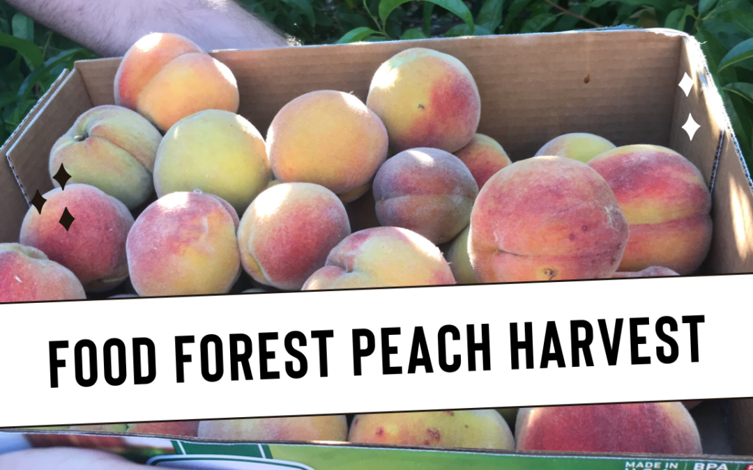 Peach Harvest in Urban Food Forest