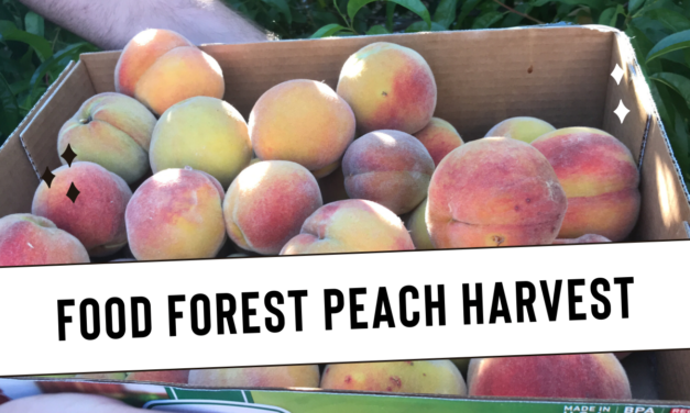 Peach Harvest in Urban Food Forest