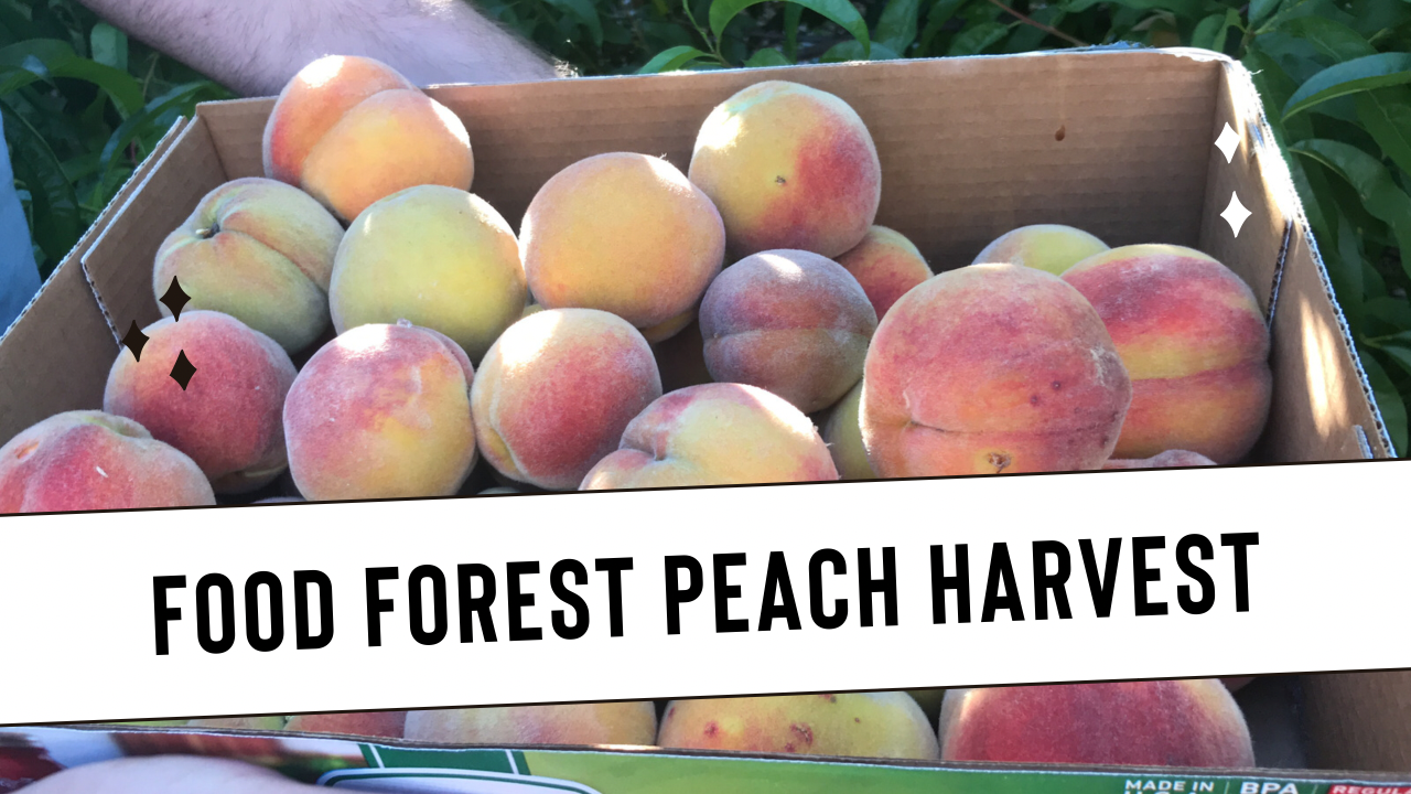peach harvest in food forest