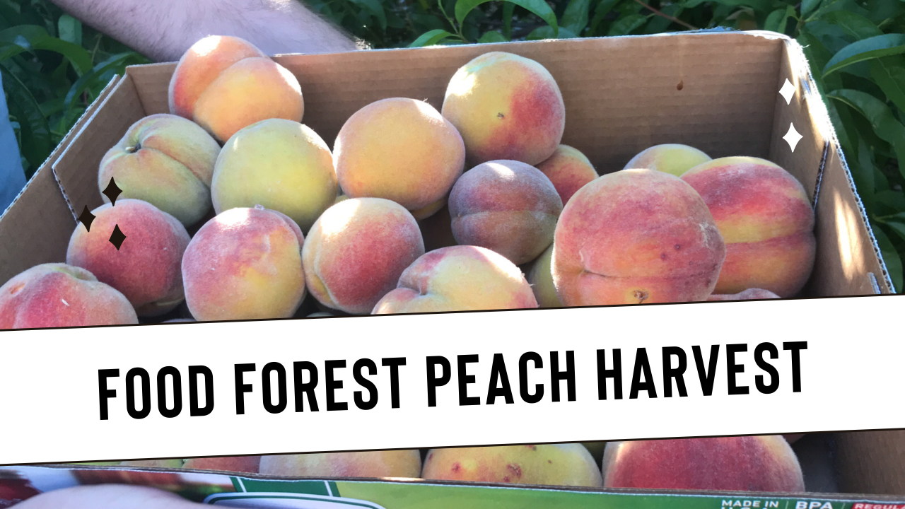 Peach Harvest in Urban Food Forest