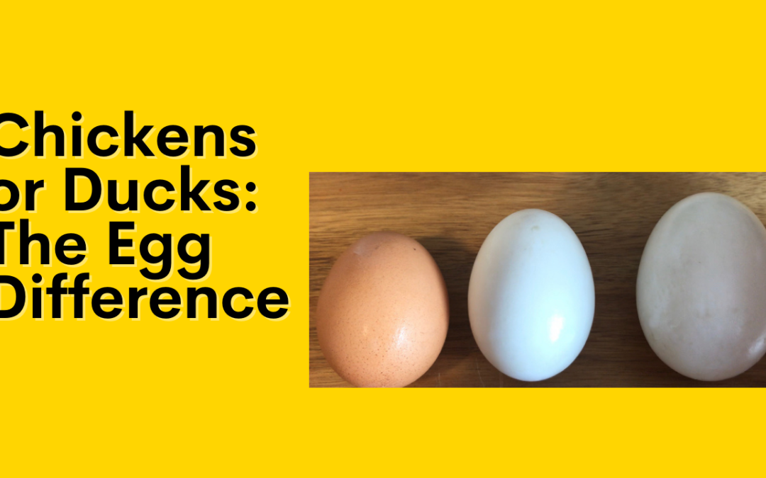 Chickens or Ducks: The Egg Difference