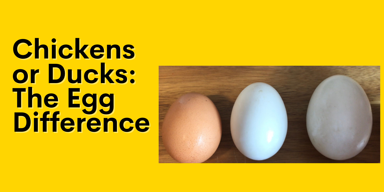 Chickens or Ducks: The Egg Difference