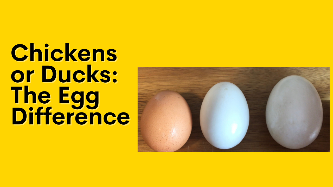 The egg difference between chickens and ducks