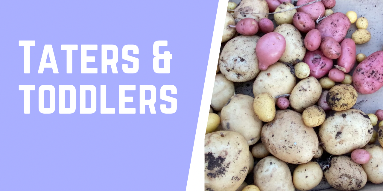 Harvesting Potatoes: Toddler Finds Taters