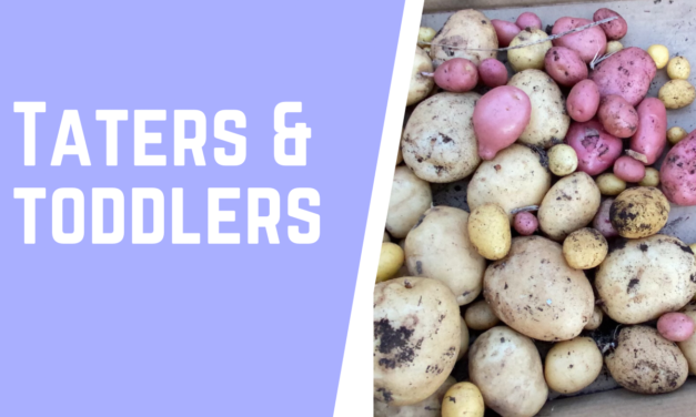 Harvesting Potatoes: Toddler Finds Taters