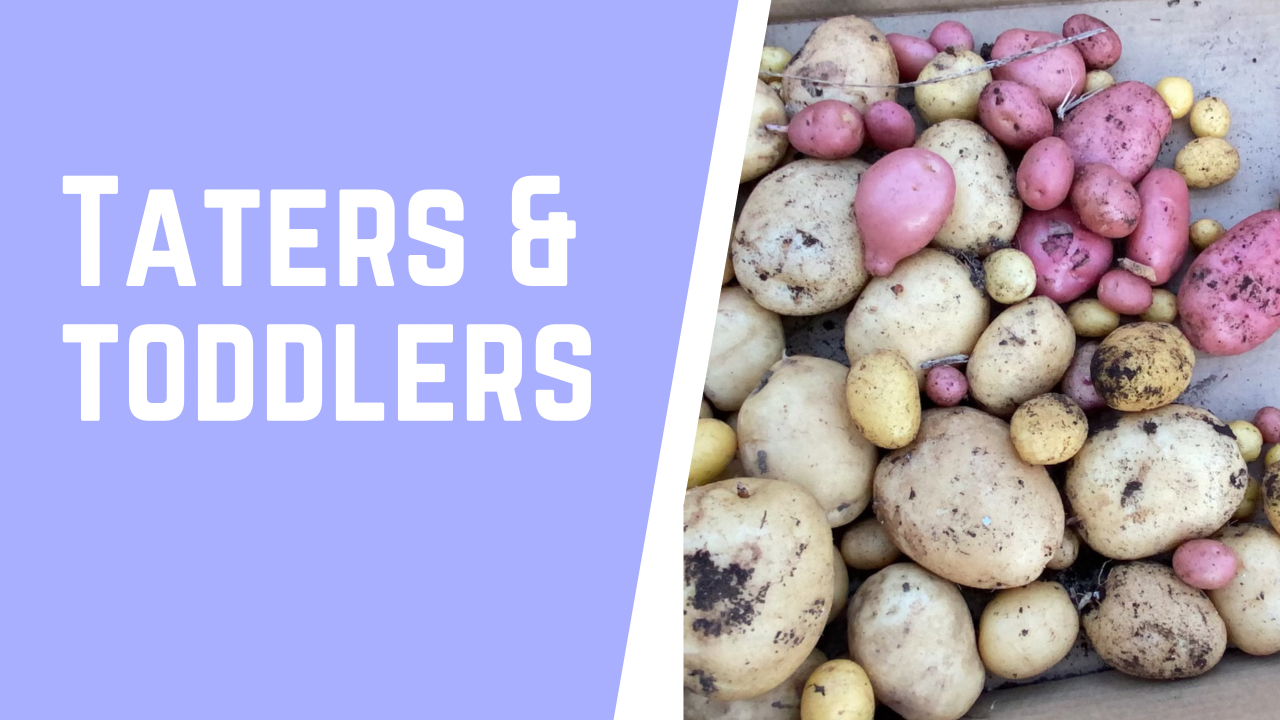 Harvesting potatoes with a Toddler