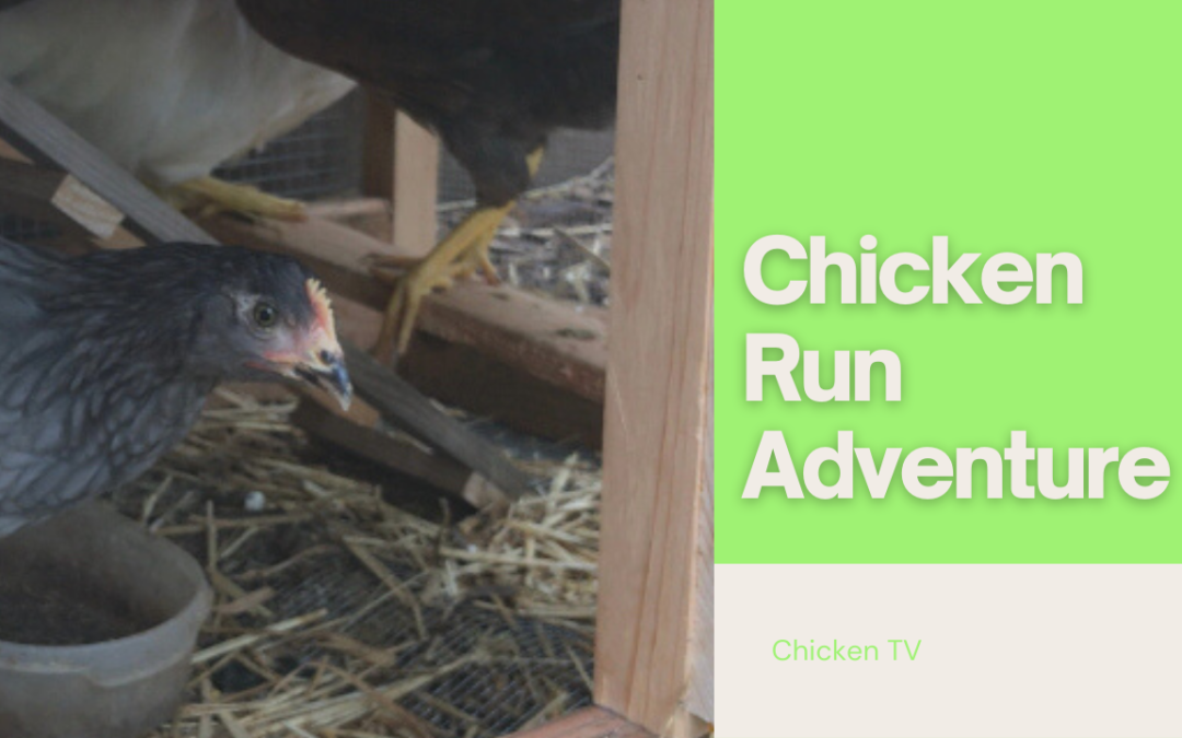 Chicken Run: The First Adventure