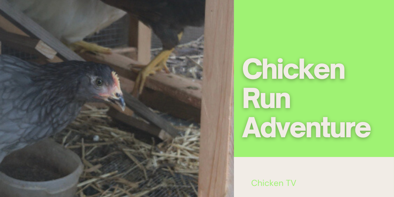 Chicken Run: The First Adventure
