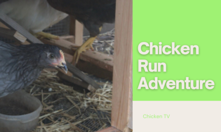 Chicken Run: The First Adventure