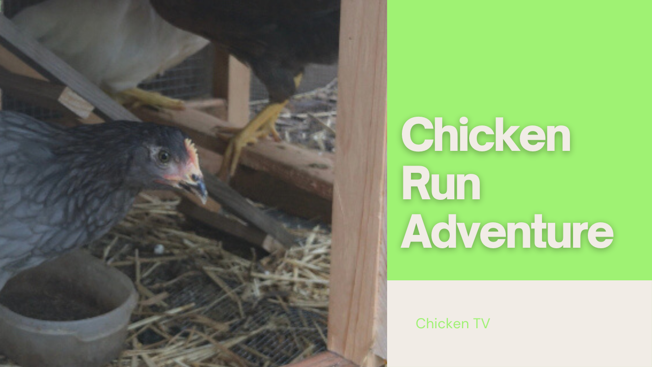 Chicken Run: The First Adventure