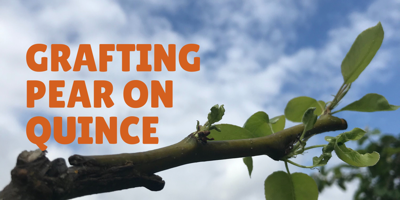 Grafting European Pear to Quince Trees