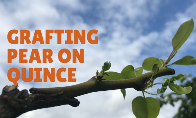 Grafting European Pear to Quince Trees