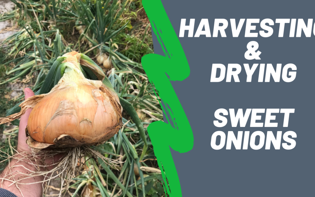 Sweet Onions: Harvesting and Drying