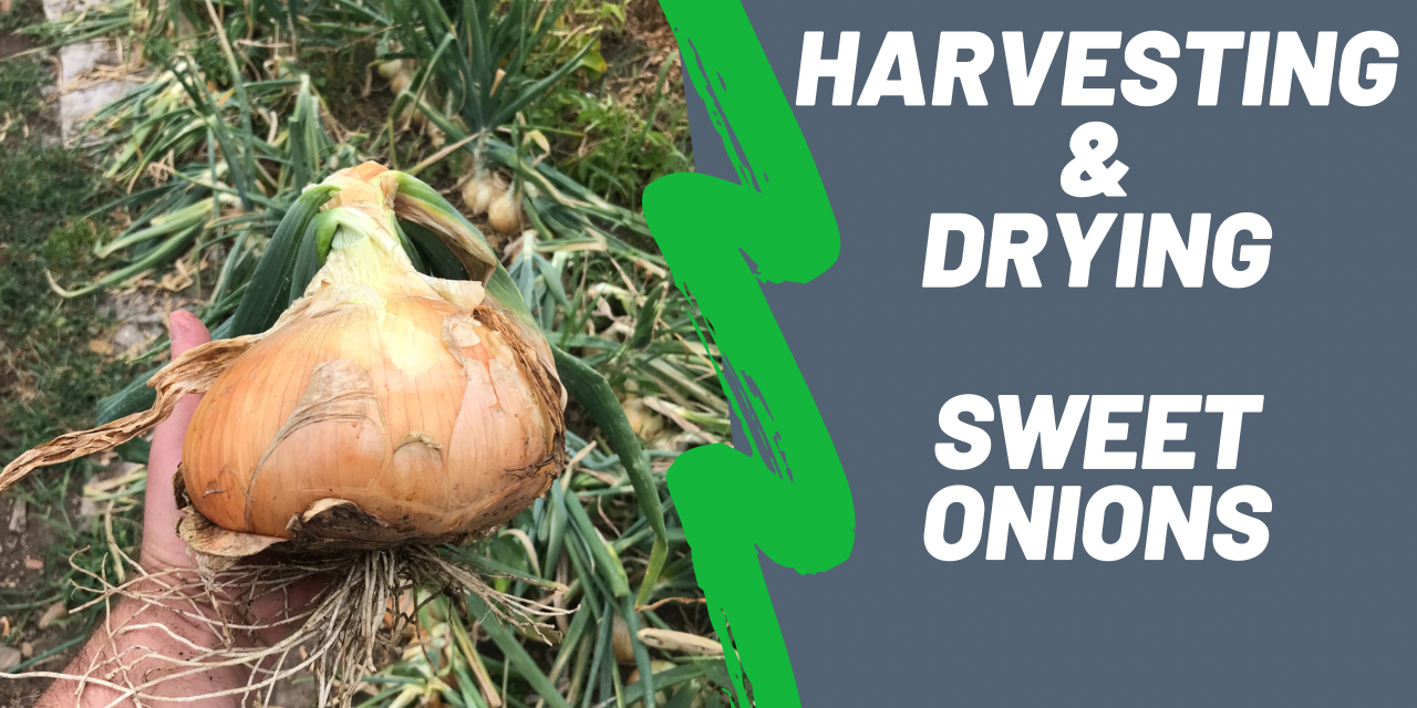 Sweet Onions: Harvesting and Drying