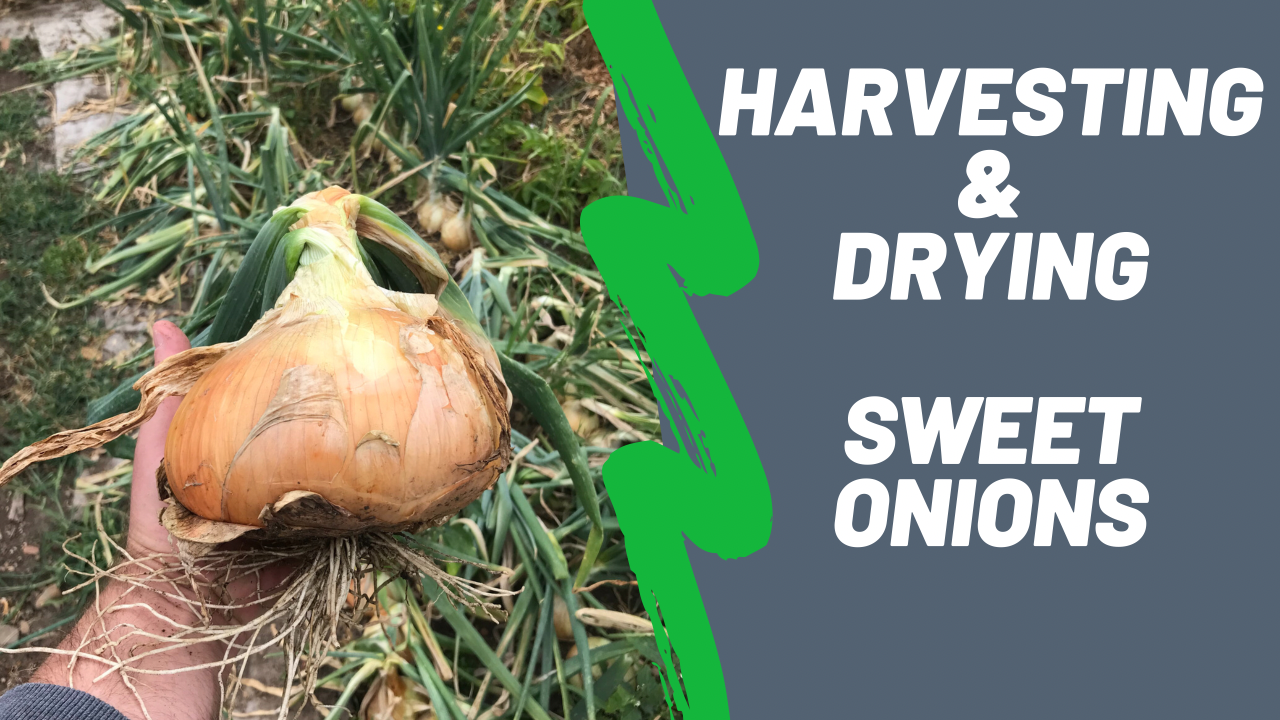 harvesting and drying onions