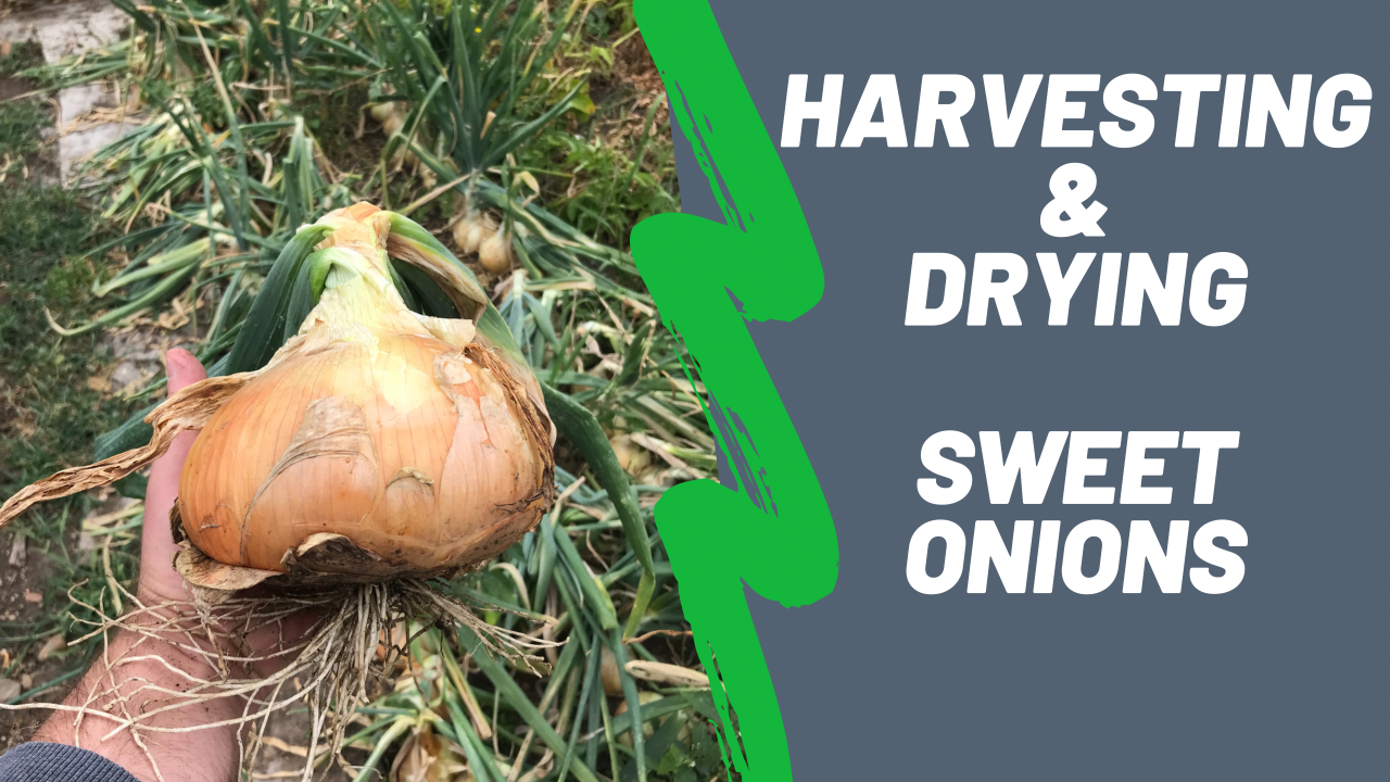 Sweet Onions: Harvesting and Drying