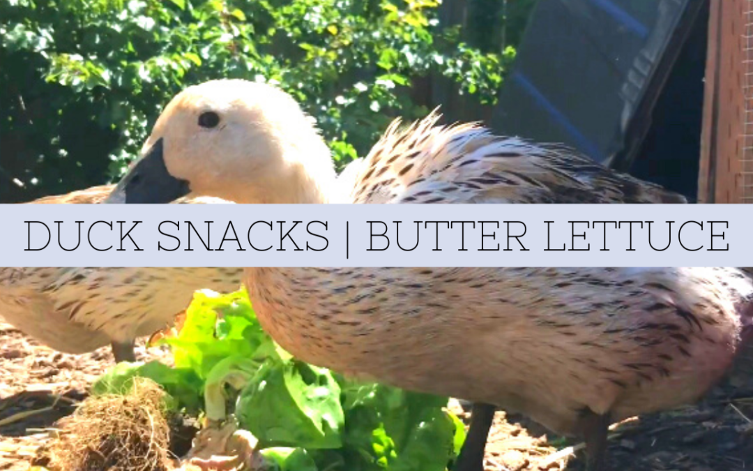 Duck Snacks | Welsh Harlequins Eating Butter Lettuce