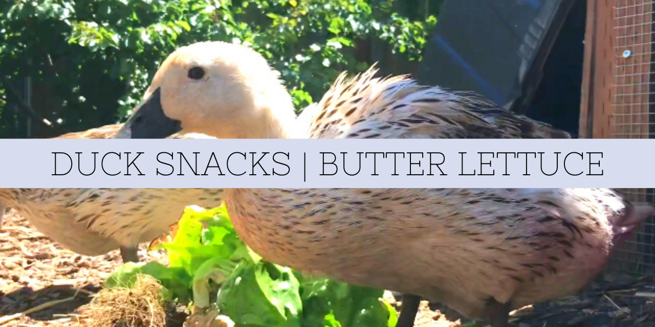 Duck Snacks | Welsh Harlequins Eating Butter Lettuce