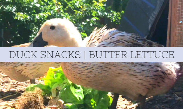 Duck Snacks | Welsh Harlequins Eating Butter Lettuce