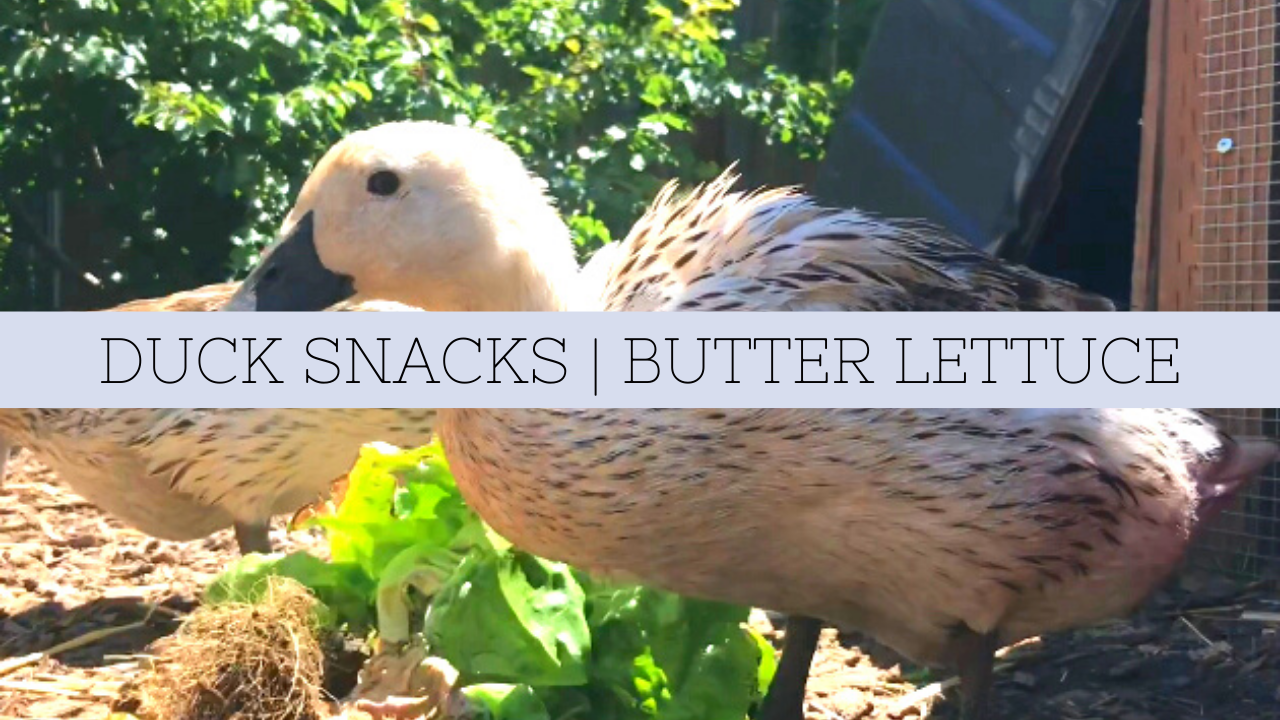 Duck Snacks | Welsh Harlequins Eating Butter Lettuce