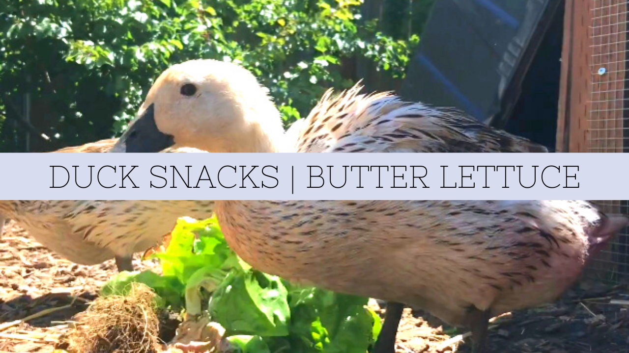 butter lettuce snacks for ducks