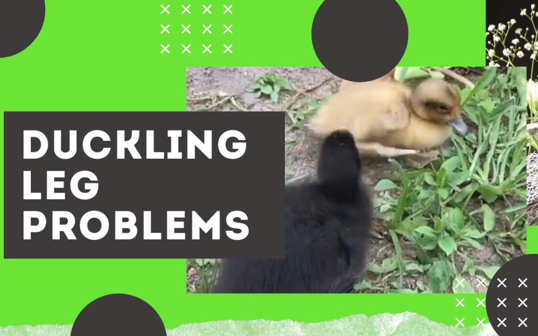 Duckling Leg Problems: Possible Niacin Deficiency