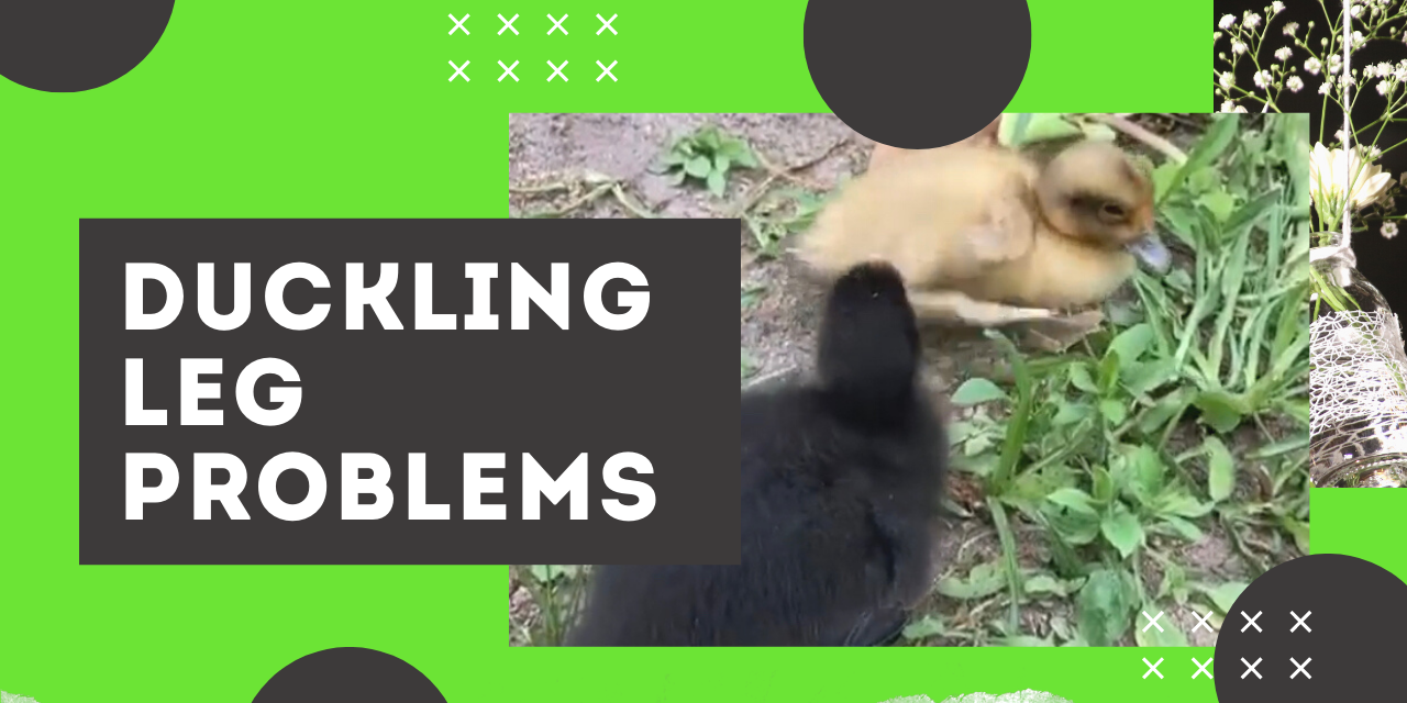 Duckling Leg Problems: Possible Niacin Deficiency