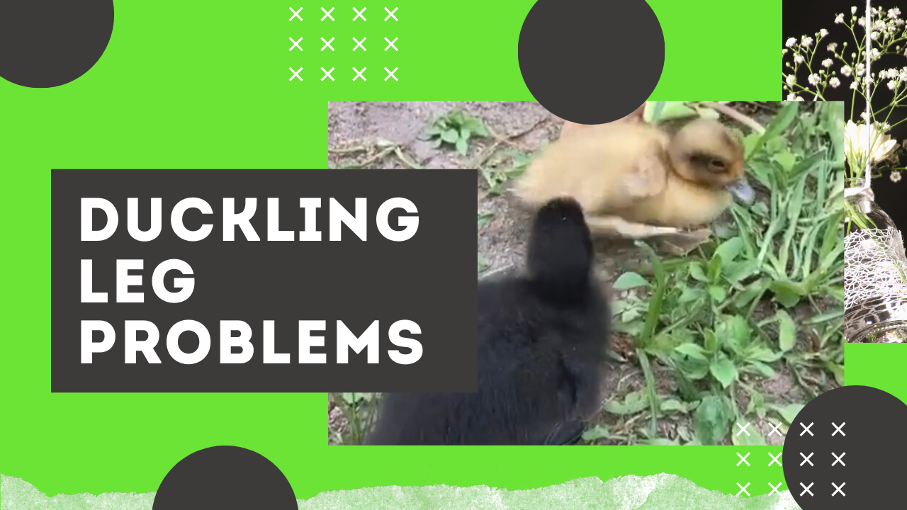 Duckling Leg Problems: Possible Niacin Deficiency