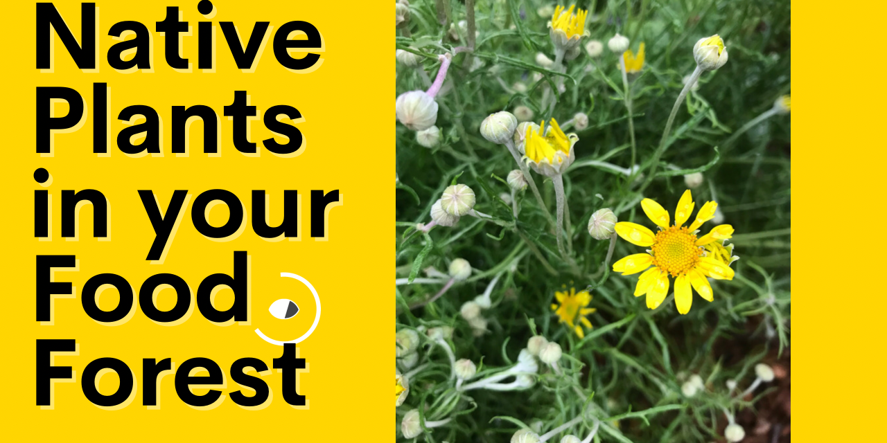 Native Plants Should Be Part of Your Food Forest