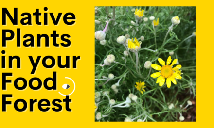 Native Plants Should Be Part of Your Food Forest