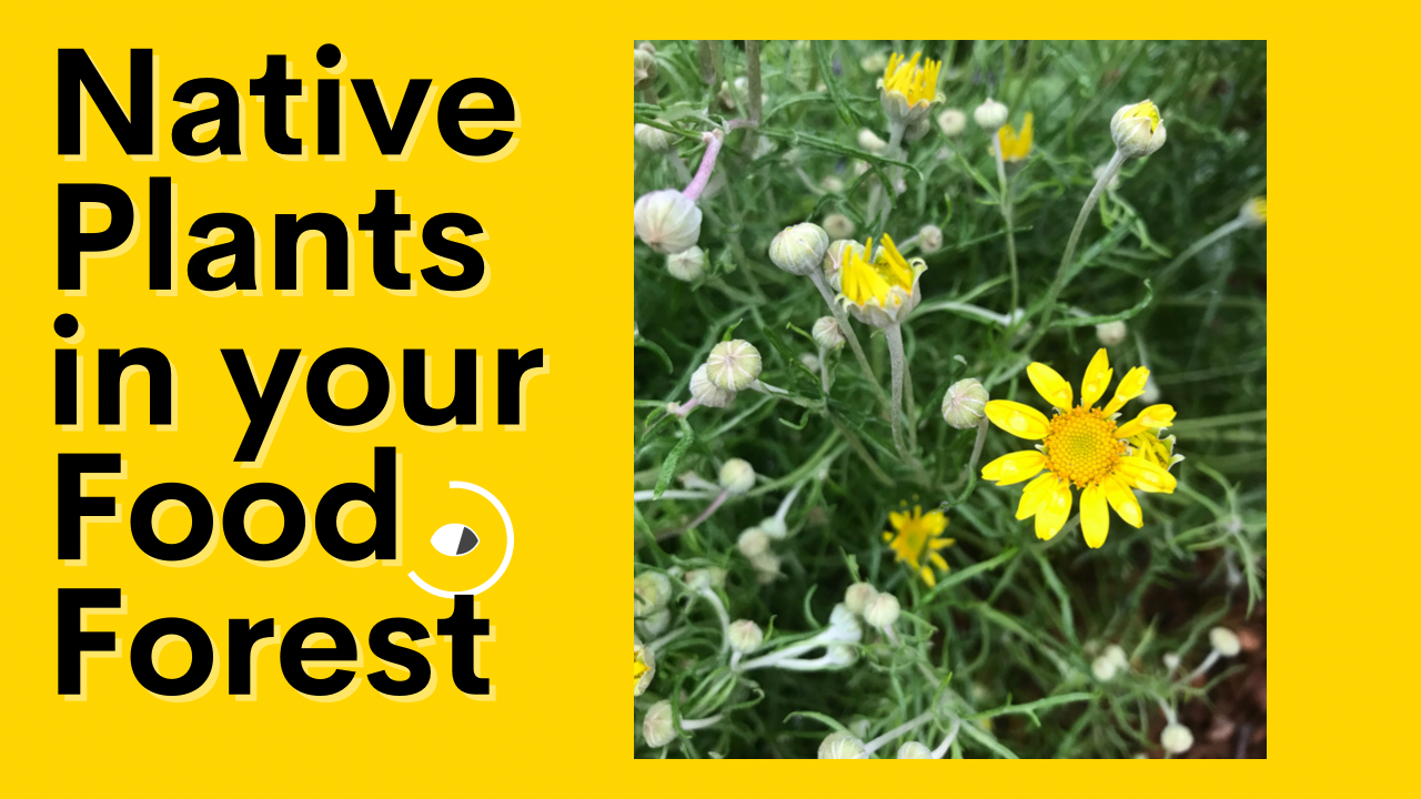 Native Plants Should Be Part of Your Food Forest