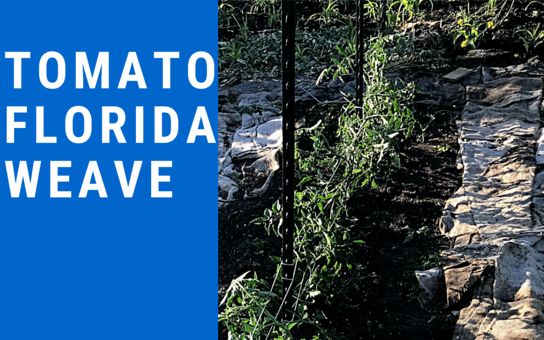 Florida Weave for Tomatoes in Community Garden Plot