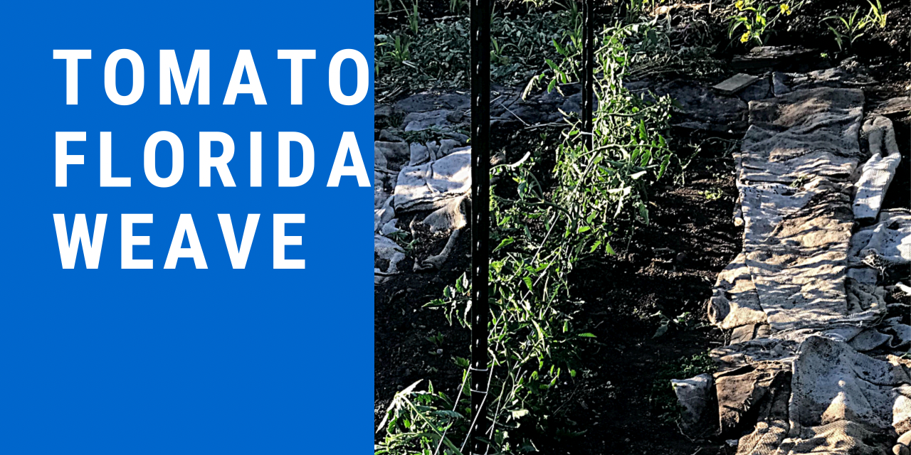 Florida Weave for Tomatoes in Community Garden Plot